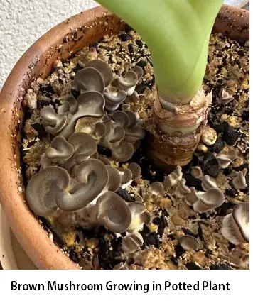 Brown Mushroom Growing in Potted Plant