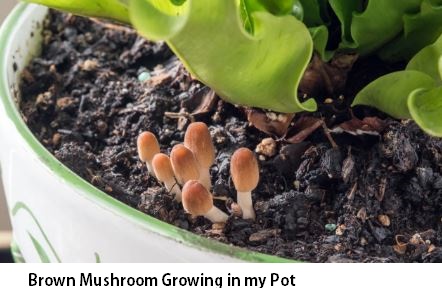 Brown Mushroom Growing