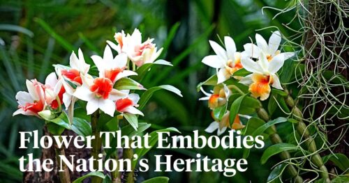 Kenya'S National Flower: The Orchid'S Symbolic Significance