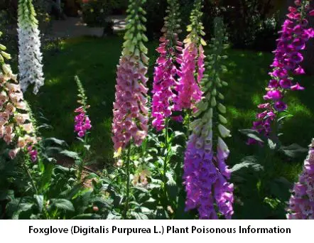 Foxglove (Digitalis Purpurea L.) Plant Poisonous Information