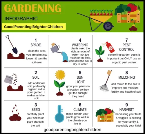 How Does a Plant Grow Step by Step Kindergarten?