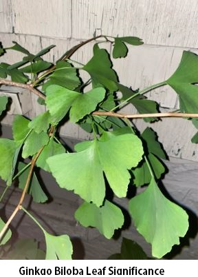 Ginkgo Biloba Leaf Significance