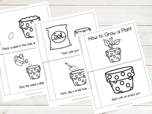 How Does a Plant Grow Step by Step Kindergarten?