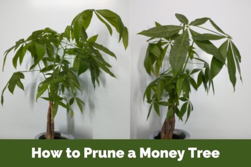 How to Prune a Money Tree - 15 Easy Steps, Why , When to Trim)  