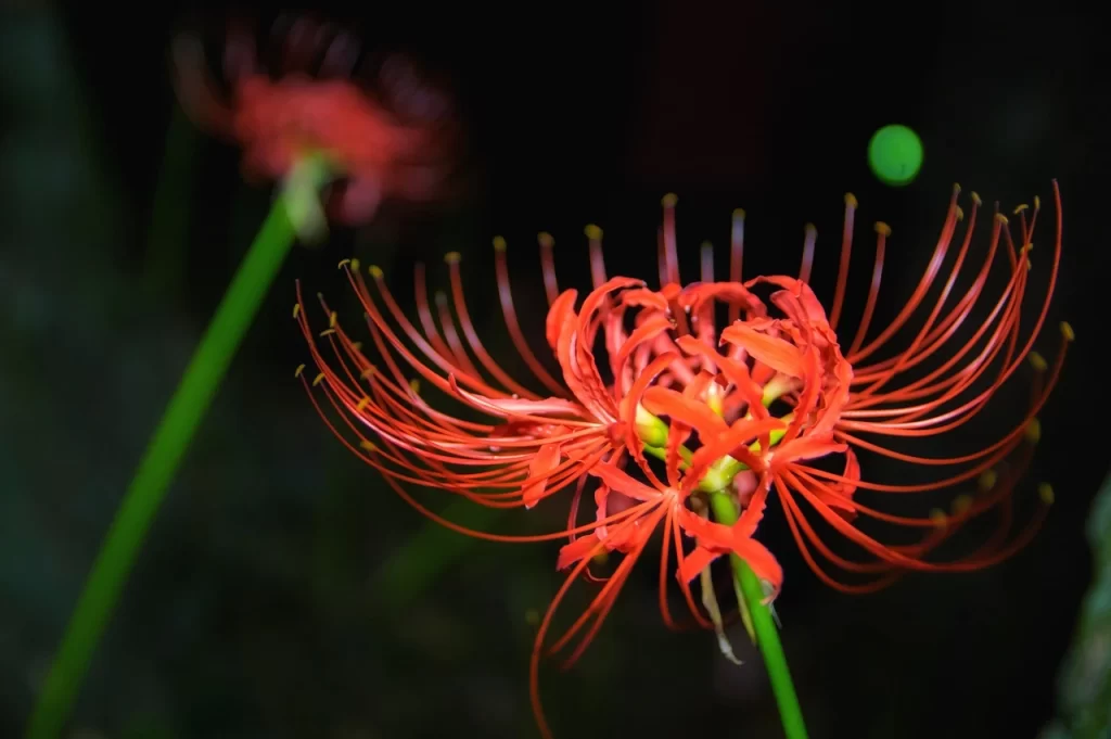 What Do Spider Lily Seeds Look Like: Unveiling Their Intriguing Appearance