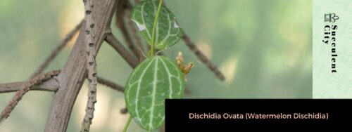 Dischidia Ovata Care  : The Ultimate Guide to Thriving Indoor Plant Beauty