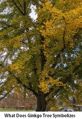 What Does Ginkgo Tree Symbolizes