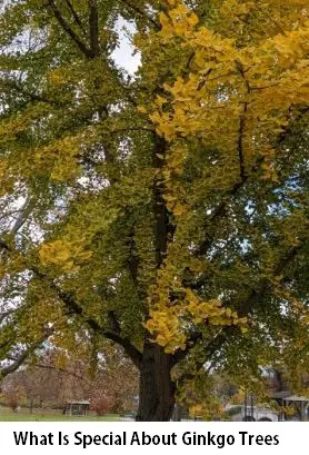 What Is Special About Ginkgo Trees