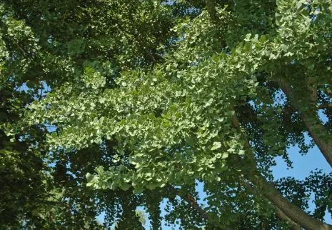 Why do people plant ginkgo trees.