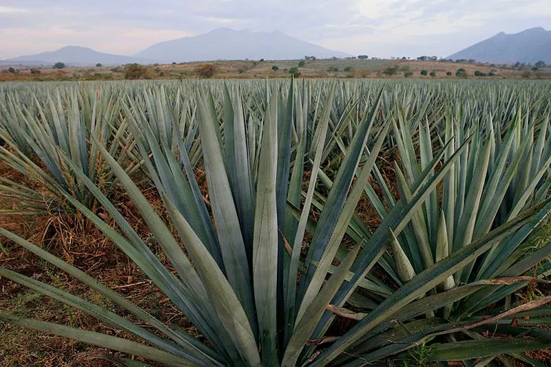Jalisco State Flower: Unveiling Its Significance As a Symbol of Mexico