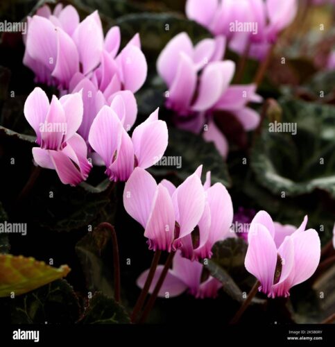 Greece'S Flower Symbol: The Cyclamen And Its Significance