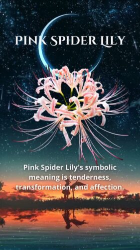 Pink Spider Lily: Understanding Its Symbolic Meaning