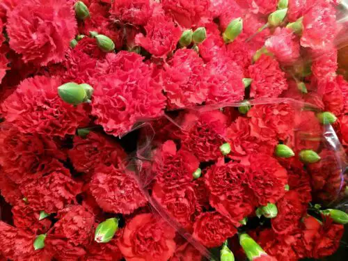Spain'S National Flower: The Red Carnation And Its Representations  