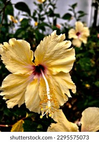 Haiti'S Unofficial National Flower: Delving into the Hibiscus And Its Status