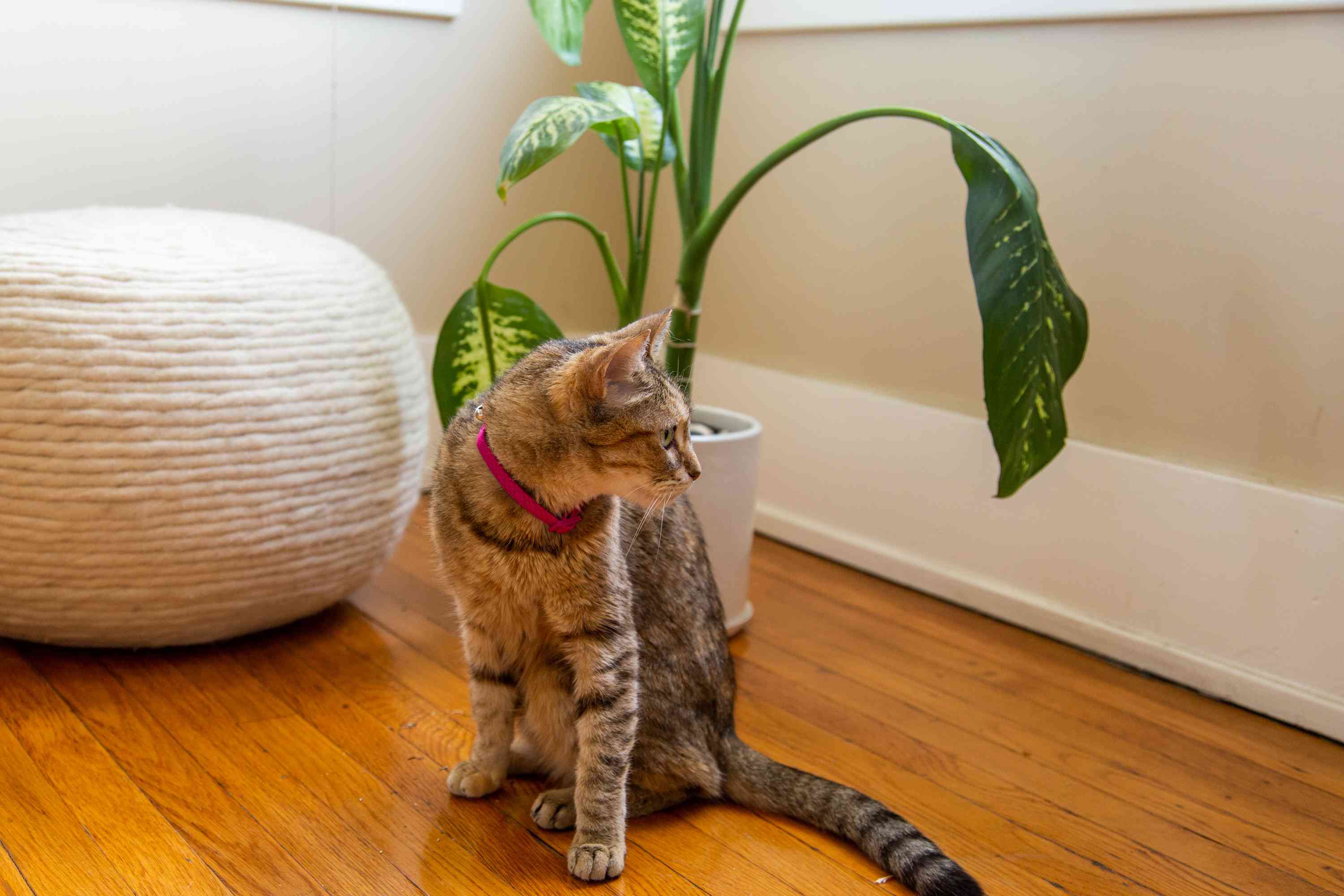 Toxic House Plants for Cats And Dogs: Protect Your Pets from Potential Danger