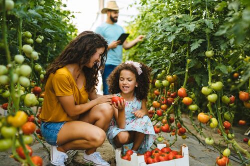 When Is the Best Time to Grow Tomato Plants?  