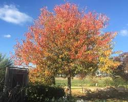 mature Aristocrat pear tree with lush foliage