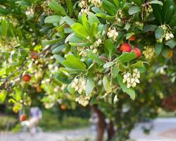 Arbutus unedo 'Marina' strawberry tree