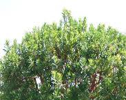Arbutus unedo 'Compacta' strawberry tree