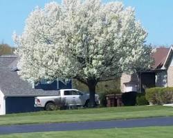 Aristocrat pear tree in full bloom