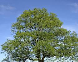 Green ash tree in summer