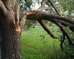 broken branch of an Aristocrat pear tree