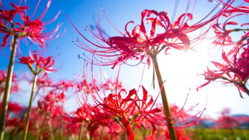 What Happens If You Touch a Spider Lily  : The Important Warnings