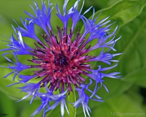 Germany'S National Flower: The Cornflower And Its Symbolism