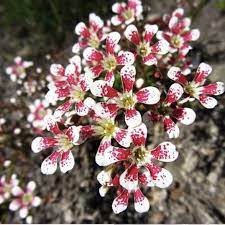 Norway'S National Flower: Bergfrue'S Symbolism And Importance