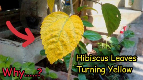 10 Reasons Why Your Hibiscus Leaves Are Turning Yellow  