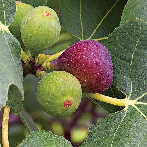 How to Prune Fig Trees Perfectly for Healthy Growth & to Get Fruits  