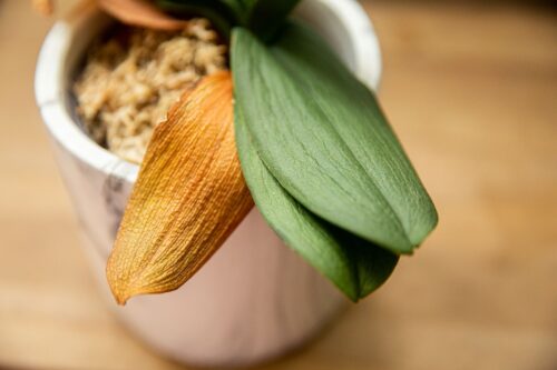 Why Are My Orchid Leaves Turning Yellow? (12 Reasons & Fix)  