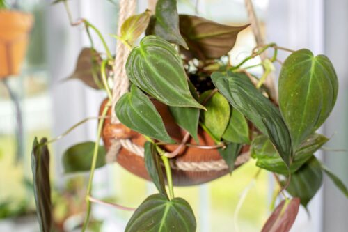 Philodendron Micans Care: The Ultimate Guide to Thriving Indoor Plants