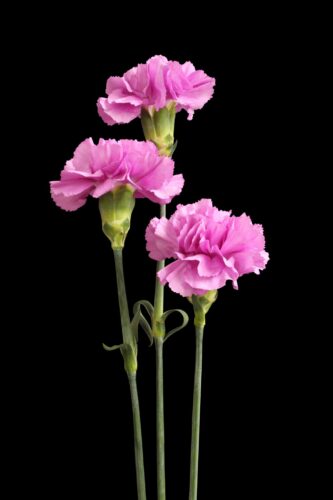 Spain'S National Flower: The Red Carnation And Its Representations  