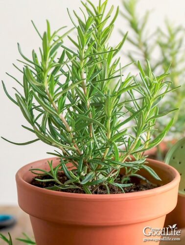 Rosemary Propagation  : A Complete Guide to Growing Your Own Rosemary