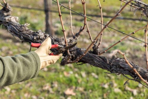 How to Prune Grape Vines - Basic to Expert Trimming For Beginners  
