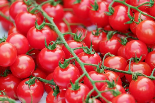 When Is the Best Time to Grow Tomato Plants?  