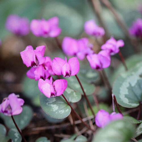 Greece'S Flower Symbol: The Cyclamen And Its Significance
