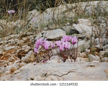 Greece'S Flower Symbol: The Cyclamen And Its Significance