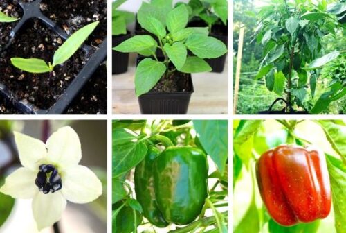 Best Fertilizer for Peppers