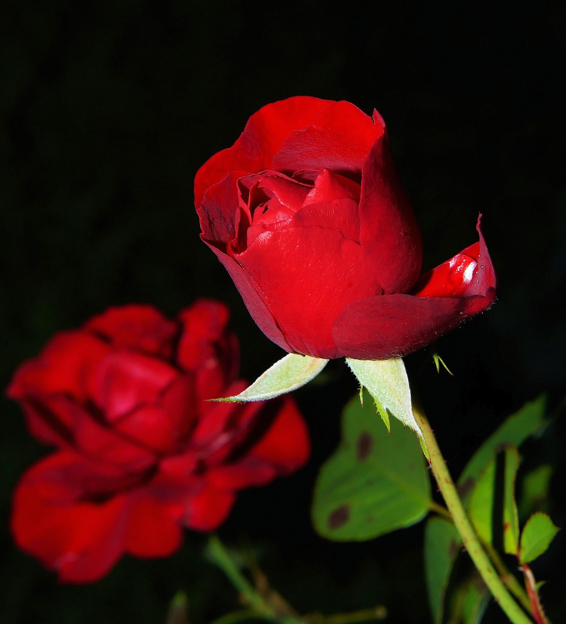 roses flowers red roses petals red petals rose petals blooming blossoming flower wallpaper beautiful flowers flora nature plants red flowers flowering plant ornamental plant closeup roses roses red roses red roses red roses red roses flower background red roses red flowers