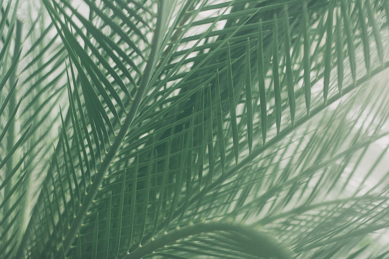 palm leaves foliage nature flora green foliage plant palm palm palm palm palm