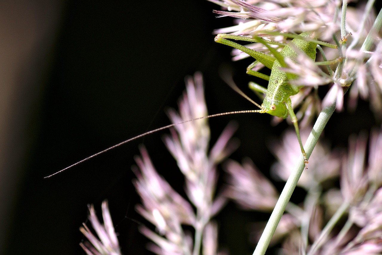 insect grasshopper bug fauna nature foliage close up insect bug bug bug bug bug nature nature