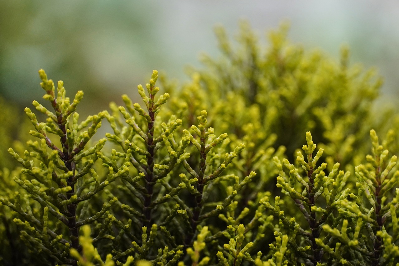 nature shrub garden flora nature shrub shrub shrub shrub shrub