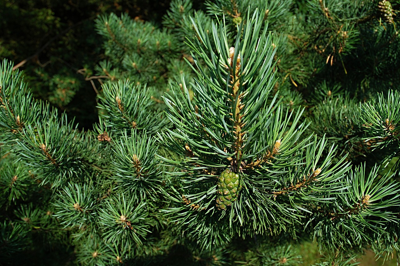 pine needles conifer pine tree pine needles evergreen fir macro cone branches green nature pine pine pine pine tree pine tree pine tree pine tree pine tree pine needles