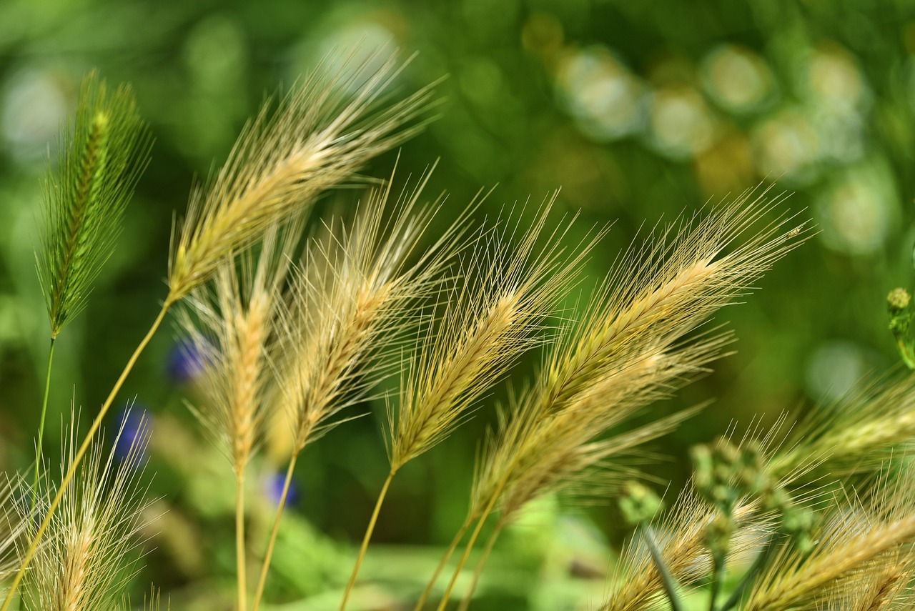 Lila blühendes Unkraut Majestätische Eindringlinge in Ihrem Garten!
