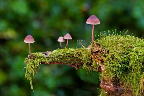 Schieten Er Paddenstoelen Op In De Tuin Dit Is Wat Ze Betekenen Schieten Er Paddenstoelen Op In De Tuin Dit Is Wat Ze Betekenen
