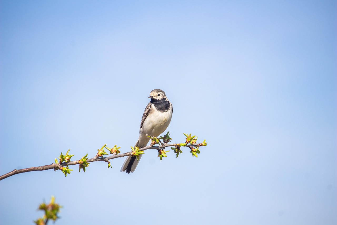 wagtail bird branch perched animal wildlife songbird small bird feathers plumage fauna nature birdwatching wagtail wagtail wagtail bird bird bird bird branch branch branch animal songbird songbird songbird small bird small bird small bird small bird small bird feathers nature