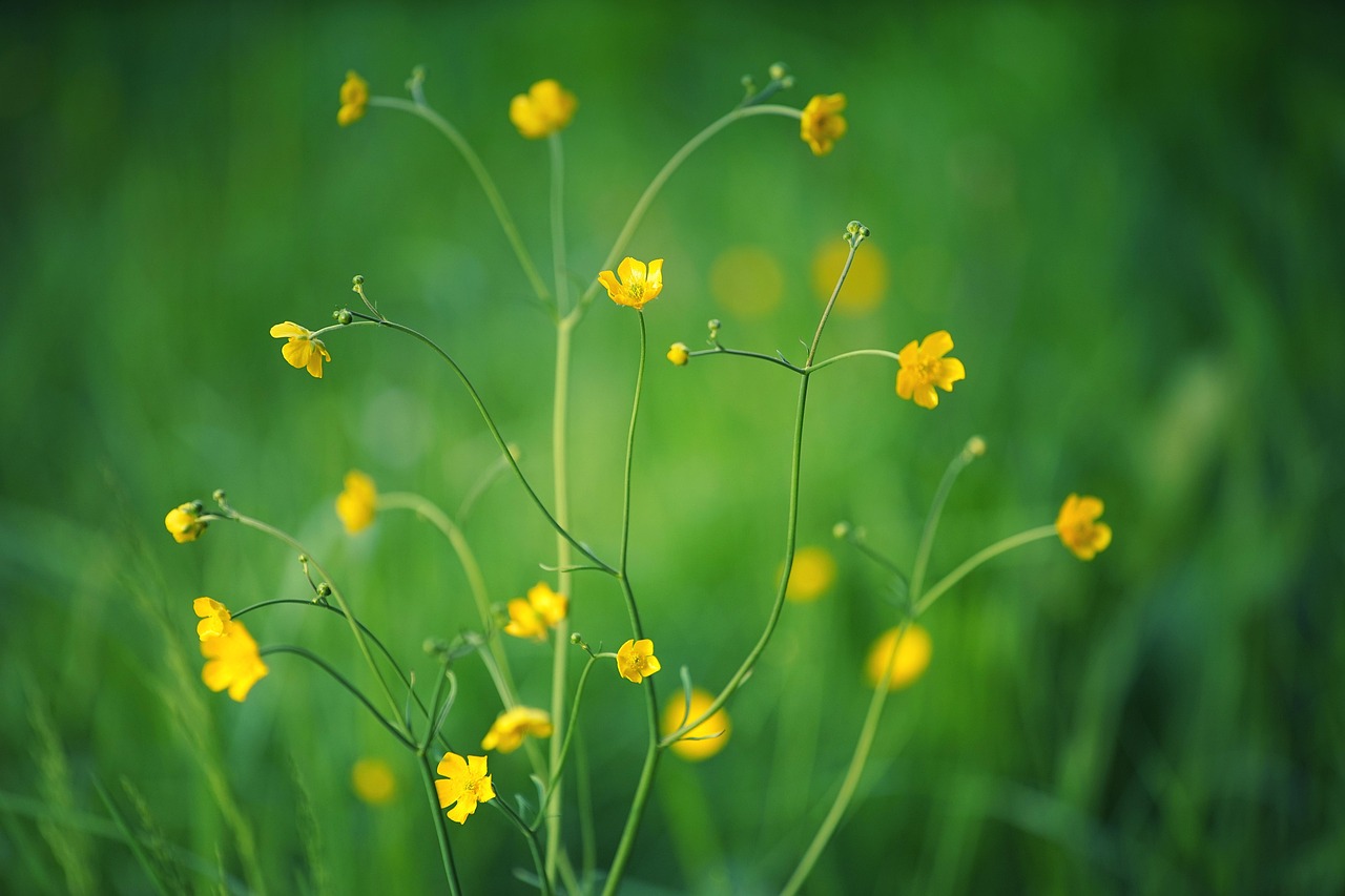 yellow flowers small flowers blossom bloom spring buttercup nature flower flora plant flower wallpaper beautiful flowers field landscape grass green grass bokeh grasses meadow close up yellow flowers flower background yellow flowers small flowers small flowers small flowers spring spring nature flower landscape bokeh bokeh bokeh bokeh bokeh