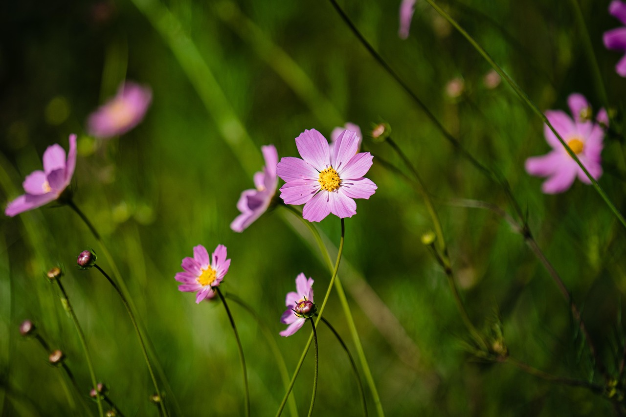 flowers pink flowers small flowers flower background petals pink petals bloom blossom garden beautiful flowers flora nature flowers small flowers small flowers small flowers flower wallpaper small flowers small flowers